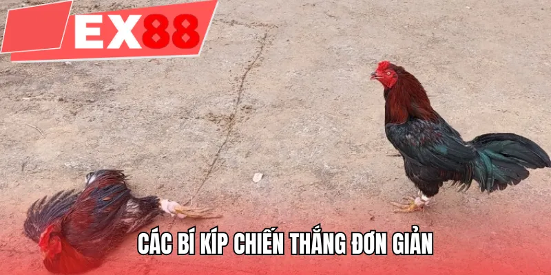 Các bí kíp chiến thắng đơn giản