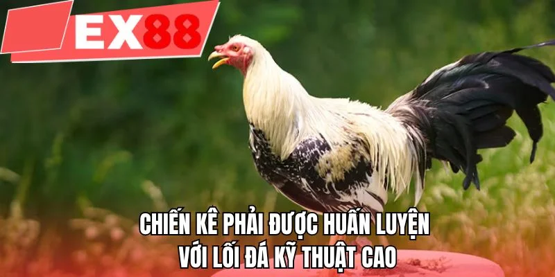 Chiến kê phải được huấn luyện với lối đá kỹ thuật cao
