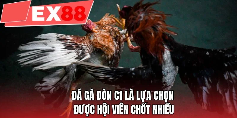 Đá gà đòn C1 là lựa chọn được hội viên chốt nhiều