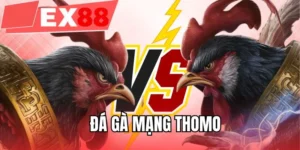 Đá gà mạng Thomo