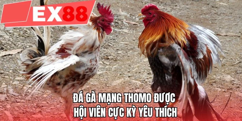 Đá gà mạng Thomo được hội viên cực kỳ yêu thích