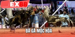 Đá gà Mộc Hóa