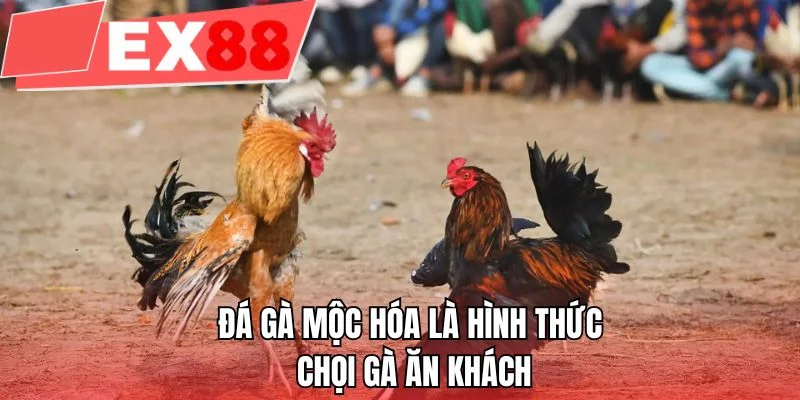 Đá gà Mộc Hóa là hình thức chọi gà ăn khách