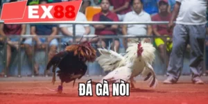 Đá gà nòi