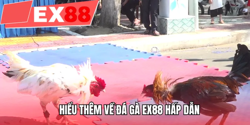 Hiểu thêm về đá gà EX88 hấp dẫn