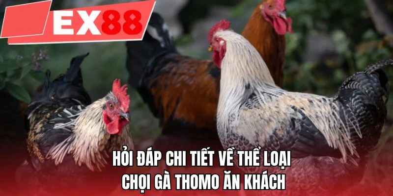 Hỏi đáp chi tiết về thể loại chọi gà Thomo ăn khách