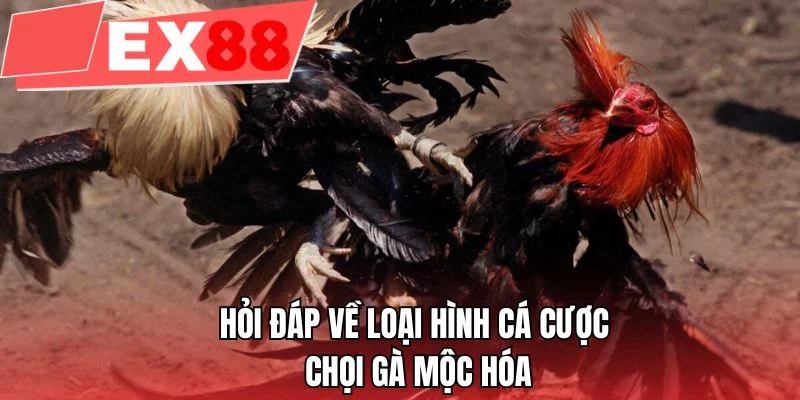 Hỏi đáp về loại hình cá cược chọi gà Mộc Hóa
