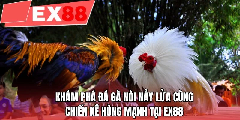 Khám phá đá gà nòi nảy lửa cùng chiến kê hùng mạnh tại EX88