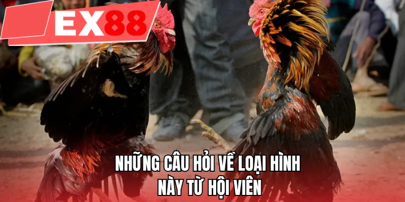Những câu hỏi về loại hình này từ hội viên