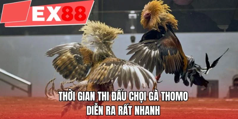Thời gian thi đấu chọi gà Thomo diễn ra rất nhanh