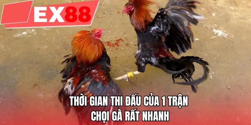 Thời gian thi đấu của 1 trận chọi gà rất nhanh