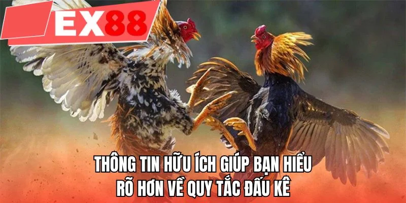 Thông tin hữu ích giúp bạn hiểu rõ hơn về quy tắc đấu kê